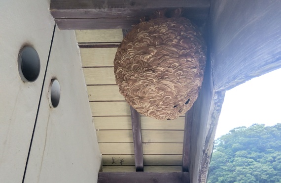 蜂に刺されたら迷わず相談！