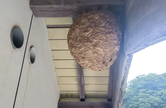 スズメバチの巣を見つけたら、すぐにご相談を！