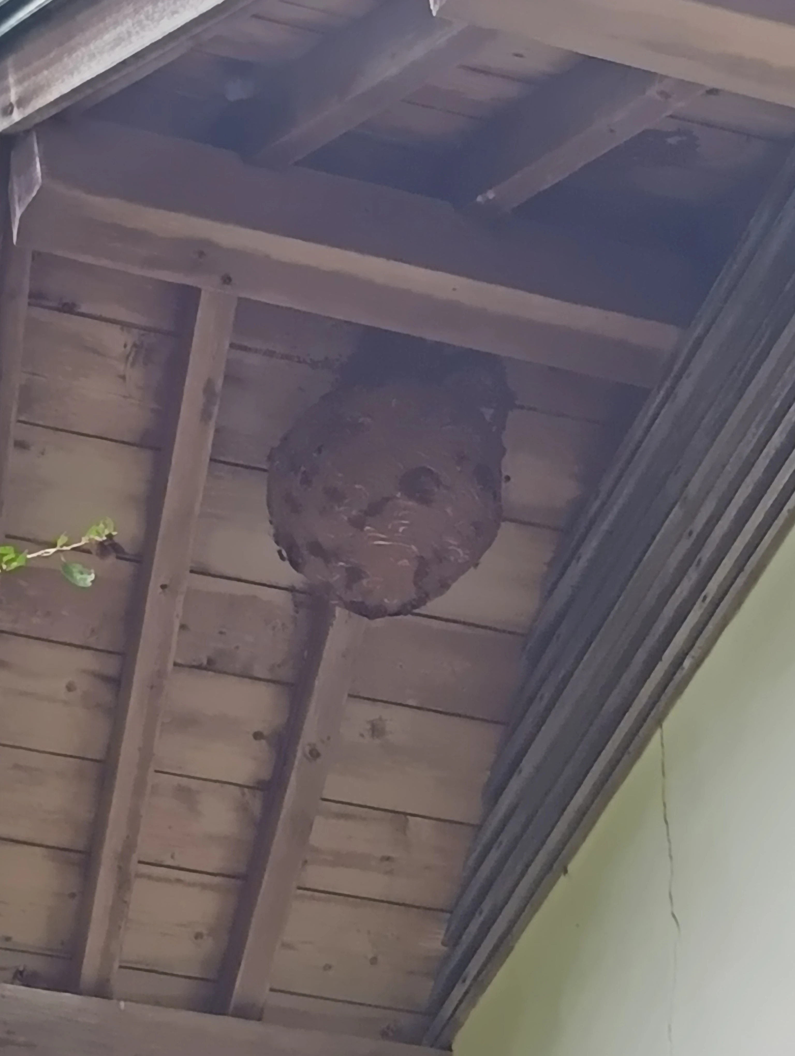 2. 南越前町でのスズメバチ駆除について