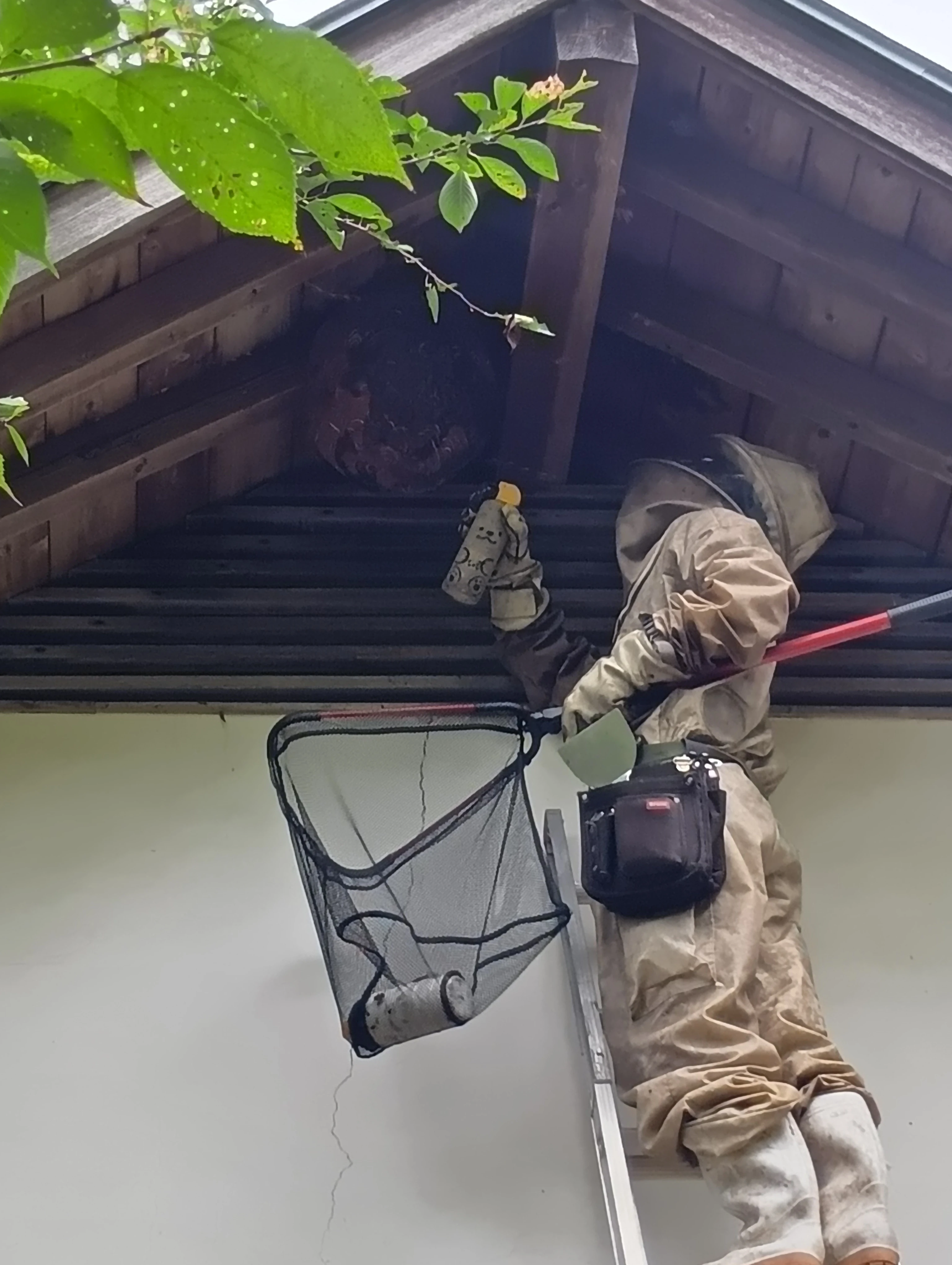 4. 専門スタッフによる安全な駆除