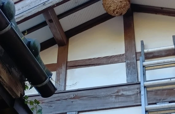 池田町で蜂の巣を見つけたら、慌てずご相談を。安全第一の駆除を、納得の低価格で。緊急対応もご相談ください。