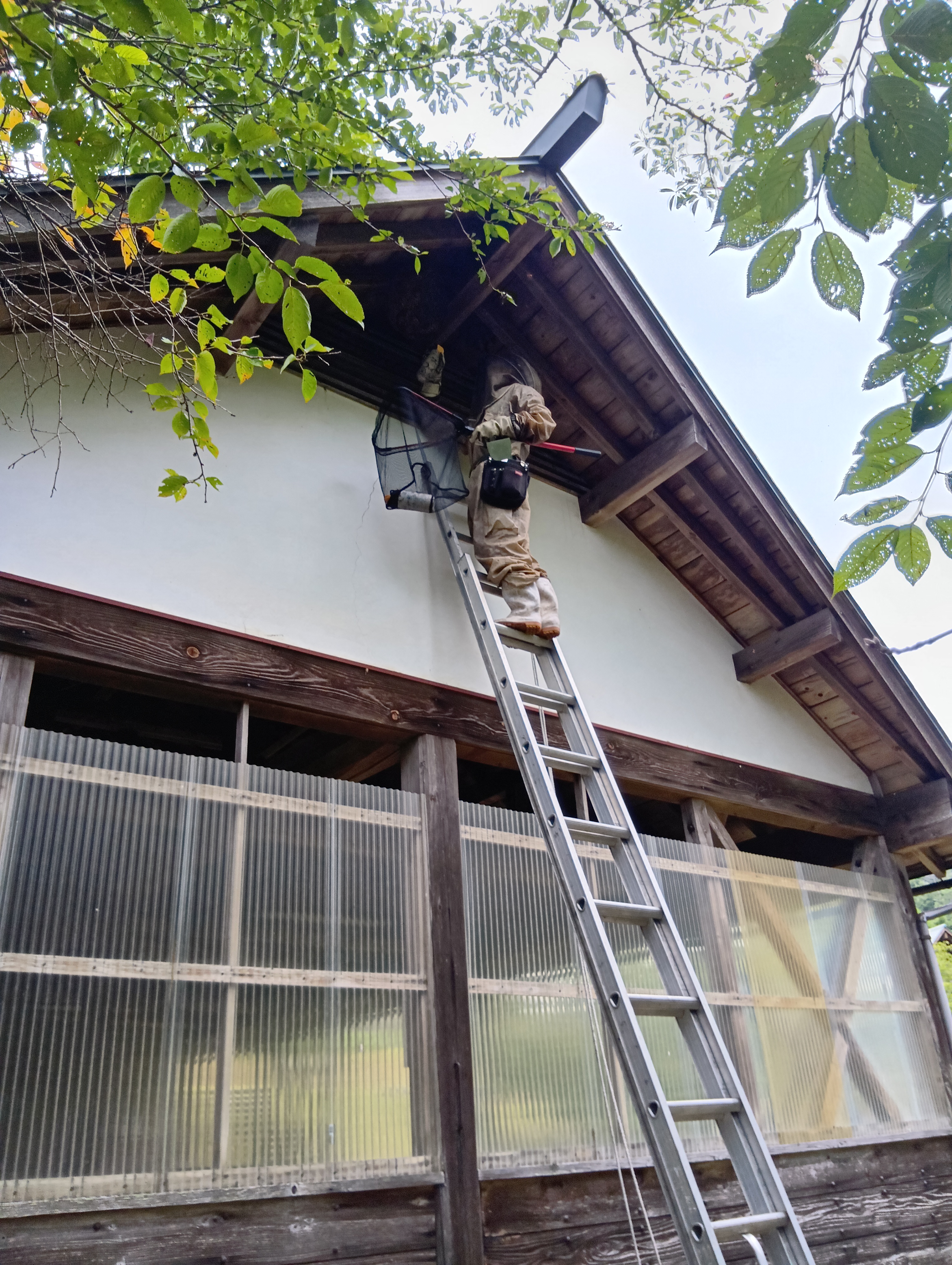 危険な高所や見えにくい巣も、専門スタッフにお任せください